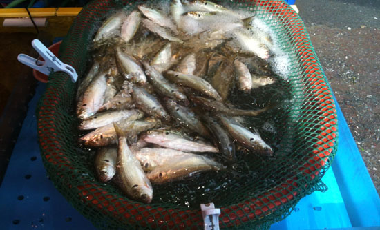 전어가 그물망 위에서 퍼덕 거리며 손님들을 기다리고 있었다.    &copy;  추광규 
