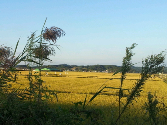  충청도의 고즈넉한 들녘