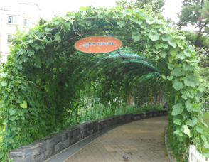 대림어린이 공원에 조성된 조롱박 수세미터널