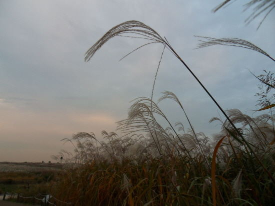 정상에서 바라본 억새꽃