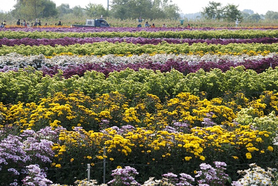 형형색색의 국화꽃 Ⓒ김경원