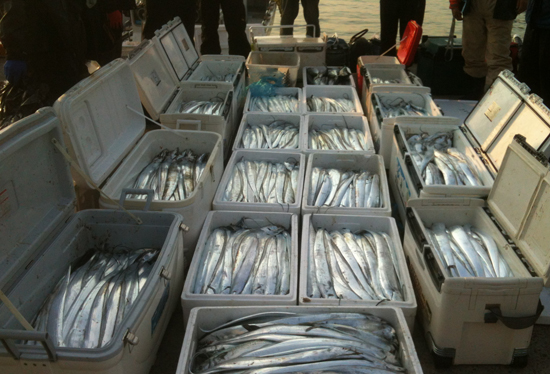  밤을 세워 잡아온 갈치를 한꺼번에 펼쳐 놓으니 볼만 합니다.  ⓒ 추광규  