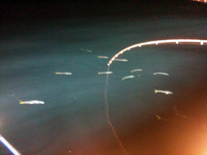  집어등을 따라 온갖 고기떼가 몰려와 낚싯대 주변을 맴돌았습니다.  ⓒ 추광규 