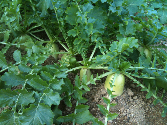 무우는 그 어떤 작물 보다 싱싱하게 자라고 있었다. &copy; 추광규 