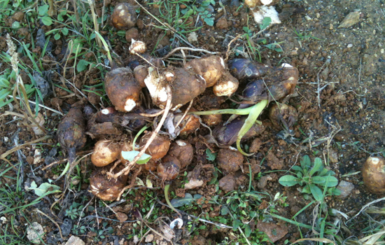 알토란이라는 이름에 걸맞은 수확물 이었다. &copy; 추광규 