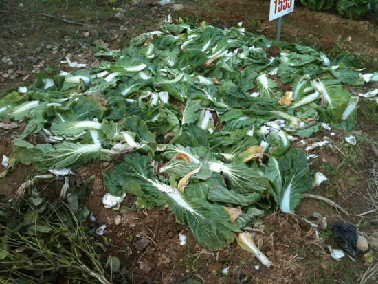 바로 옆, 텃밭의 배추는 수확을 서두르고 있었다. &copy; 추광규 