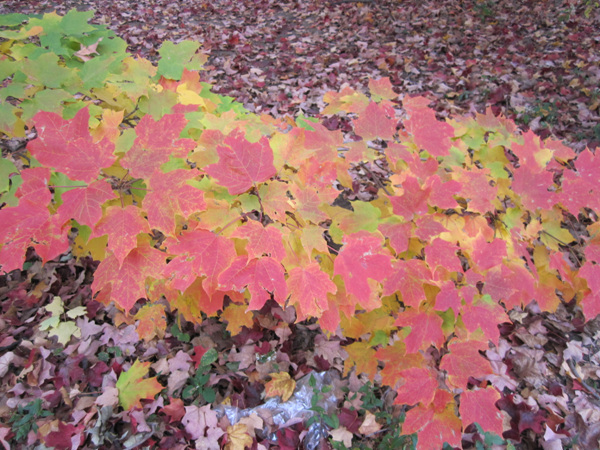브라운 스톤을 붉게 물들였던 단풍 잎은  한국의 단풍과 그 차이는 느낄 수 없었다.      &copy; 임춘신 