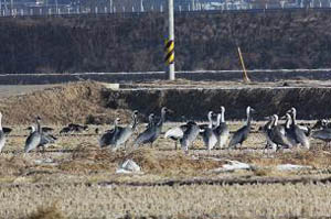 낙동강 습지를 찾은 재두루미   &copy;구미시 제공  