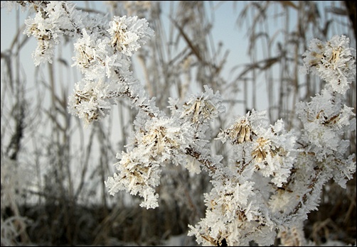 도로변에 만개한 눈꽃, 생화처럼 곱고 화려하다.     &copy; 조종안