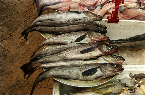 재래시장에 나온 명태(생태). 일본산이라고 적혀 있었다     &copy; 조종안