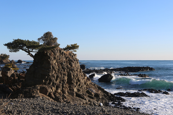 ▲ 소나무와 함께 솟은 주상절리     &copy;박희만 