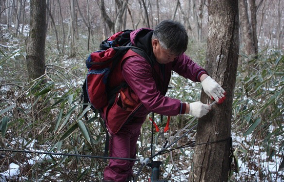 ▲  고로쇠나무에서 고로쇠 수액채취를 생산, 판매하는데 여념이 없다. 