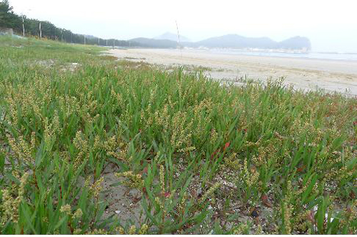 ▲ 시베리아여뀌  