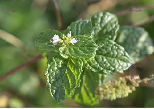 ▲ 미기록 식물 : 양박하     