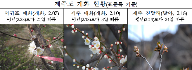 봄꽃개화현황(2013.2.25 현재)<사진제공 기상청>
