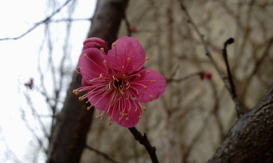 2012-03-24(매화,_첫_개화)