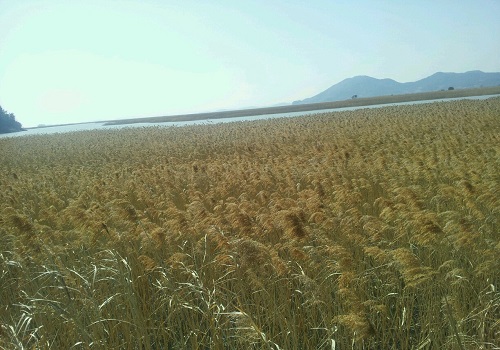 천혜의 자연보고 순천만 갈대숲