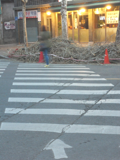 횡단보도를 막고 있는 잘려진 나뭇가지
