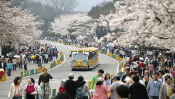 왕벚꽃이 화려하게 절정을 이룬 가운데 시민들이 벚꽃길을 걷고 있다
