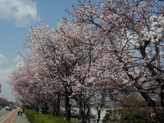 9일 오후 윤중로의 벚꽃
