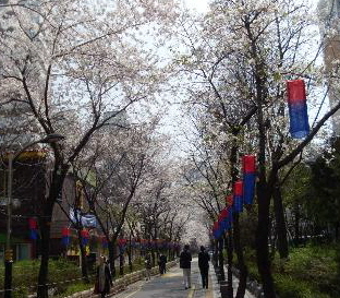 지난 해 신길6동에서 열린 벚꽃축제