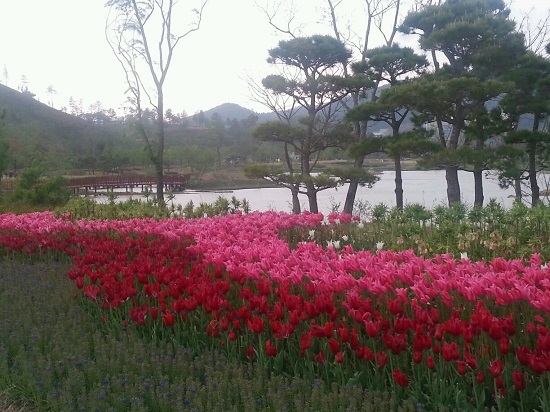 2013 순천만국제정원박람회 활짝 핀 튤립 Ⓒ정석철