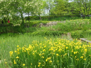 선유도공원 수생식물원