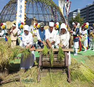 2012년 상자벼 수확 모습