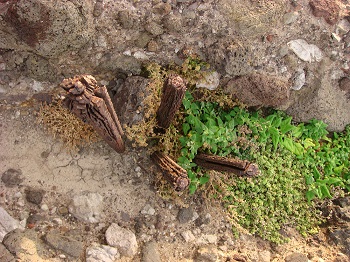 일본이 설치한 것으로 보이는 말뚝 