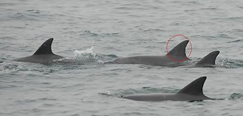 돌고래들과 무리 속에서 유영 중인 제돌이 (사진제공 김현우박사)