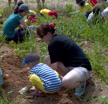 2013년 감자캐기(사진제공 서울시)