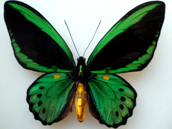 프리아무스비단제비나비