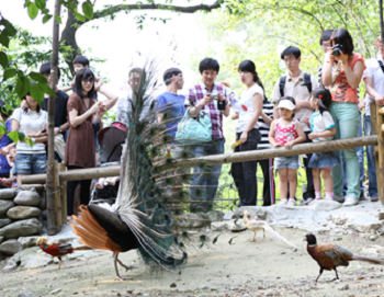 공작마을- 꿩과 인도공작