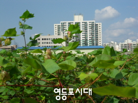 문래동 주민센터 앞 목화재배지  ⓒ영등포시대