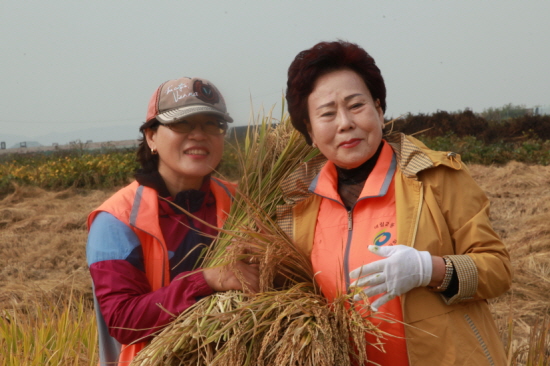 대림2동 주민자치위원과 용두리마을 벼 베기 자원봉사에 나선 양복만 위원장(사진 오른쪽) 