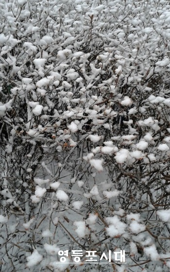 28일 서울에 내린 기습 폭설로 인해 서울의 한 아파트 단지 안의 나무가 흰 눈에 덮여있다. ⓒ서춘심 주부기자