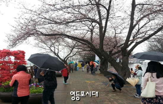 3월 4일(일) 오전 국회의사당 뒤편에 벚꽃 길나들이에 나온 시민들이 기념사진을 찍고 있다. &copy;영등포시대 