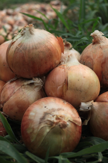 &copy;친환경 농업회사 ‘참사람들’