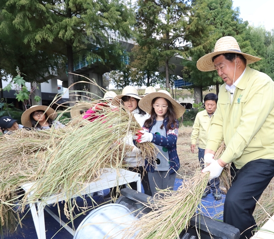 31일 양평동유수지에서 진행된 벼 베기 체험행사에 참여한 조길형 영등포구청장이 학생들과 함께 벼 탈곡을 하고 있다. &copy;영등포구