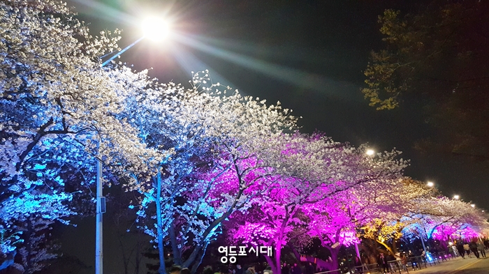 7일 저녁 제14회 영등포 여의도 봄꽃축제가 시작된 여의도 국회의사당 뒤편 전경 &copy;영등포시대(휴대폰 촬영)