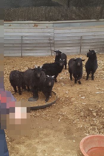 불법 가설 건축물을 건축하고 흑염소, 닭 등을 사육하는 축사로 사용하다 적발됐다.