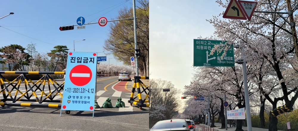 당초 3월 31일 오전 9시부터 4월 12일 정오까지 예정되어 있던 서강대교 남단에서 의원회관 사거리까지의 여의서로 봄꽃길 1.7km 구간에 대한 교통과 보행자 통제는 4월 8일 오후 2시를 기준으로 모두 해제된다. Ⓒ영등포시대 