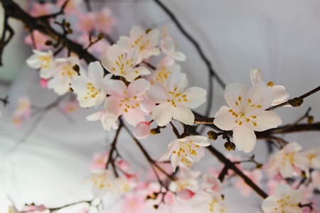 ▲이미나 작가, 한지 벚꽃