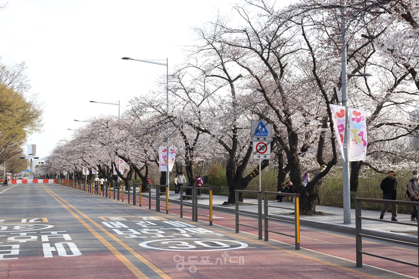 ▲4월 1일 오후, 국회의사당 뒤편 봄꽃 축제장에 핀 벚꽃 Ⓒ영등포시대