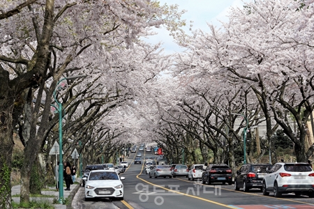 ▲제주 봉개동 왕벚나무 자생지에 있는 제주왕벚나무/이미지=제주시청 제공