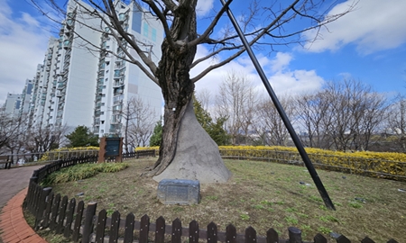 ▲ 당산동6가에 위치한 영등포 유일 보호수인 당산 은행나무