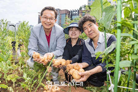 ▲최호권 영등포구청장(맨 왼쪽)이 29일 오전, 문래동 도시 텃밭에서 열리는 농부학교에 참가해  도시농부들과 함께 감자를 수확하며 기념사진을 찍고 있다./이미지=영등포구 제공
