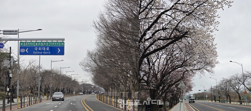 ▲3월 27일 오후 12시 40분쯤 찾아간 여의서로(국회 3문 앞)는 아직 개화 전이었지만 윤중로 KBS 앞은 벚꽃이 피었다. Ⓒ영등포시대