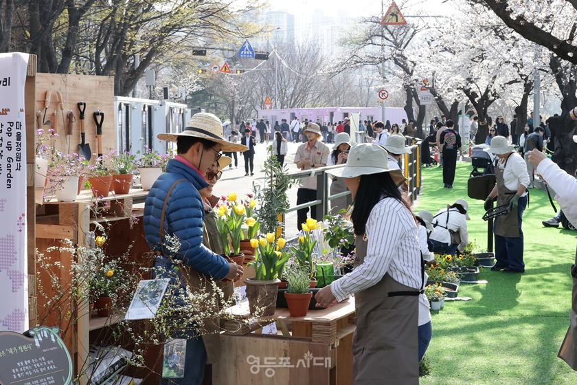 ▲‘2025 영등포 여의도 봄꽃축제’ 첫날인 8일 한 50대 부부가 마을정원사들이 조성한 팝업 가든을 감상하고 있다. ©영등포시대