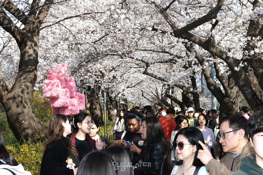 ▲‘2025 여의도 봄꽃축제’ 첫날인 8일 축제를 찾은 시민들이 여의서로 봄꽃길을 걸으며 만개한 꽃들을 즐기고 있다. ⓒ영등포시대